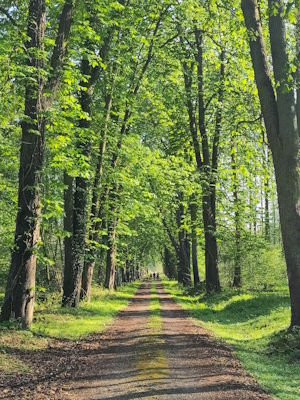 Weg im Wald